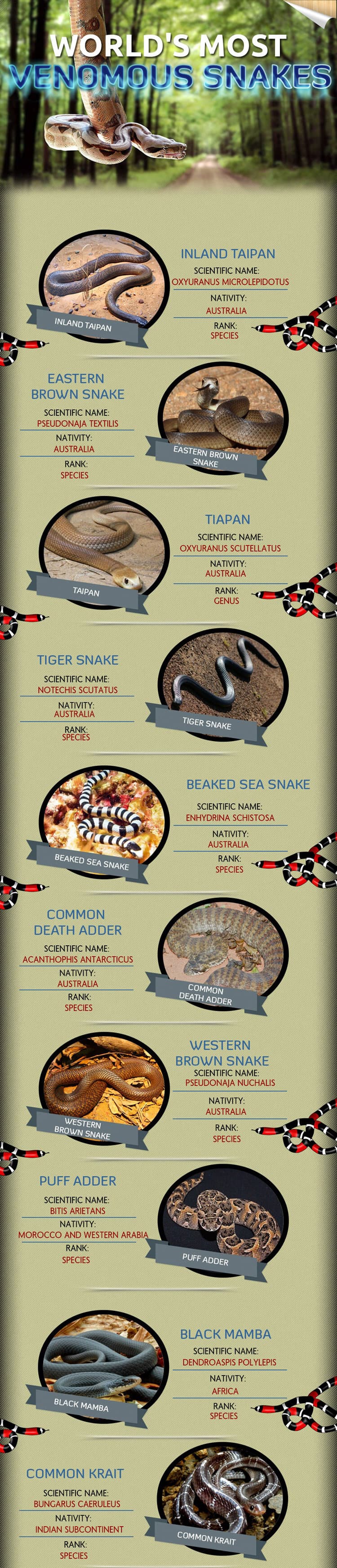 Worlds-most-venomous-snakes