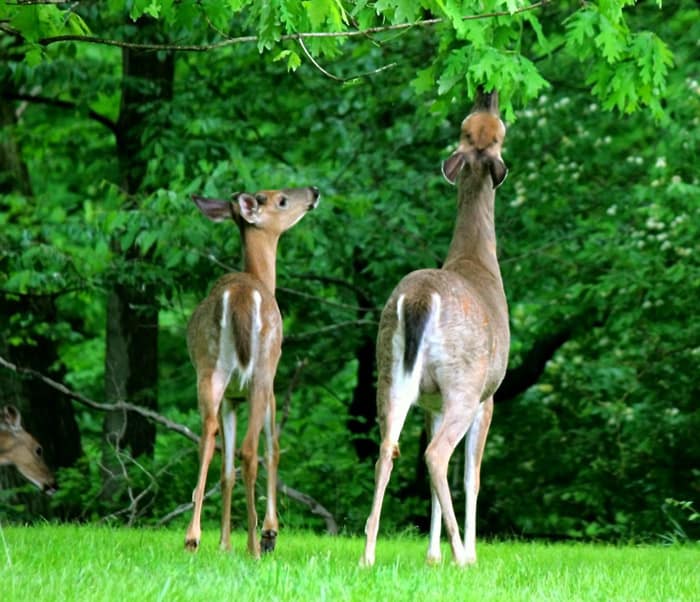 deer-eat-blueberry