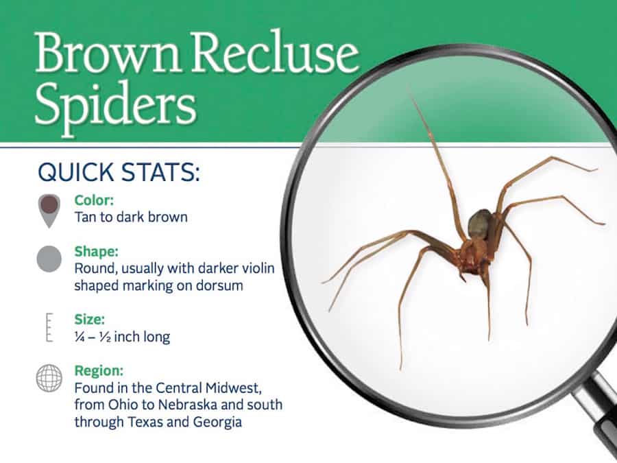 Brown Recluse Spider